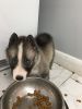 Siberian Husky Pup Just Born