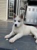 Husky mix puppies for sale