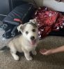 Puppy in need of new home