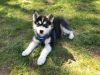 Adorable Husky Puppy for Sale