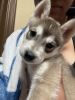 Huskie Puppy *8 weeks* INCLUDES: food, crate, puppy pads & MORE
