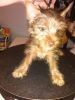 Lovely Male & Female Chocolate Silky Terrier