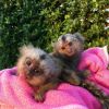 Smart Finger marmoset Monkeys for sale ready Text xxx-xxx-xxxx