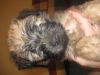 Irish Soft Coated Wheaten Terrier puppies for sale