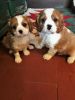 Lovely king charles spaniel puppies for sale