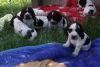 Cocker Spaniel Puppies Available