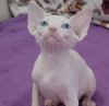 Male Canadian Sphynx Color cream mink 4 months