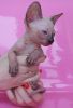 Purebred sphynx kittens available