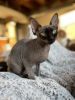 Sphynx cat one year old