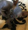 Black Sphynx kitten for sale