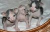 Beautiful Sphynx Kittens for Adoption