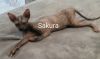 3 Female Sphynx Rehome $599+ Non-neutered 12 month Solid Black
