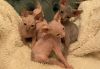 GORGEOUS SPHYNX KITTENS FOR SALE.