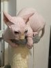 Sphynx Bambino male cat for sale