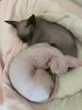 Young Unaltered Male and Female Sphynx Breeding Pair