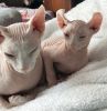 Two Sphynx’