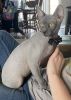 100% Sphynx male for sale