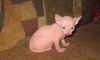 Cute Sphynx Kittens for sale