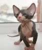 Amazing sphynx kitten for sale