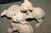 CFA/TICA Registered Sphynx Kittens