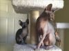 Pure sphynx kittens from a very lovly parents