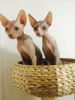 Beautiful Sphynx Kittens For adoption