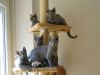 # healthy Hairless Sphynx Kittens Now