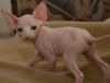 Hairless Sphynx Kittens for Adoption