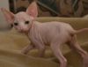 Adorable Hairless Sphynx available