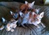 Absolutely Gorgeous Sphynx Kittens For Sale.