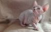 Beautiful friendly Sphynx Kittens For Sale