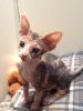 Sphynx Kittens looking for their forever homes