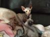 Nice & Gorgeous Sphynx Kittens For Sale.