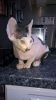 Quality Sphynx Kittens For Sale