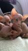 Kc Reg Pure Sphynx Kittens Available