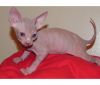 Good looking Sphynx Kittens for sale