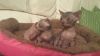 Lovely sphynx kittens