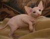 Don't miss out on these Sphynx Kittens
