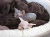 Sphynx kittens Available for Sale