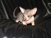 Male and Femle Sphynx Kittens