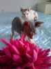 Purebred Sphynx looking for new family