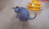 Two Pure Pedigree Canadian Sphynx Kittens Availabl