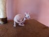 Canadian sphinx kitten pure white boy