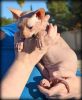Cute and sweet sphynx kittens ready for sale