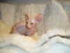 Adorable sphynx kittens available