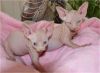 Hairless Sphynx Kittens for sale.