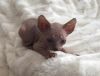 Adorable Sphinx Kittens Available!