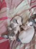 Beautiful Playful Sphynx Kittens Available