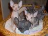 Sphynx Kittens for rehoming