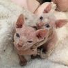 adorable males and females sphynx kitten
